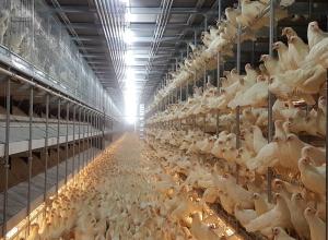 Libera Deck cage free